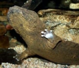 Hellbender In An Aquarium Photo By: Brian Gratwicke Cc By 2.0 Https://Creativecommons.org/Licenses/By/2.0 