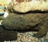 Hellbender Salamander Hiding Under A Rock Photo By: Brian Gratwicke Https://Creativecommons.org/Licenses/By-Nc/2.0/ 