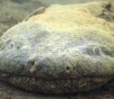 Adult Hellbender In The Wild In New York Photo By: U.s. Fish And Wildlife Service Northeast Region Public Domain 