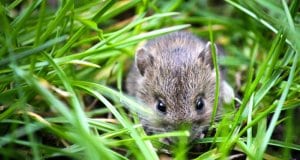 House Mouse outside the house!Photo by: Ben Frewinhttps://pixabay.com/photos/mouse-small-animal-garden-small-1335602/