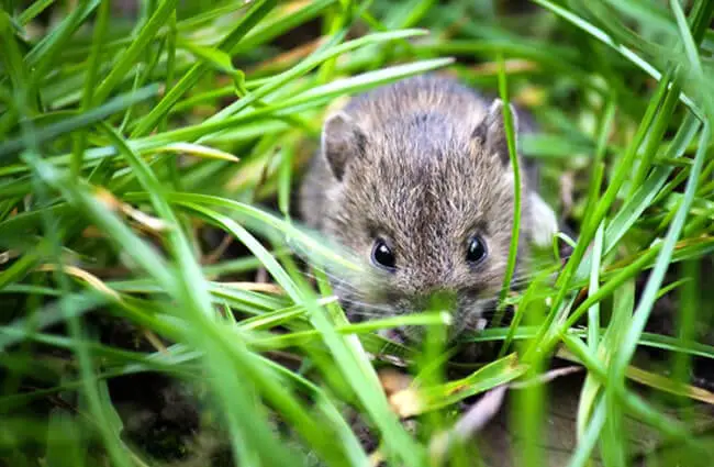 House Mouse Description Habitat Image Diet And Interesting Facts