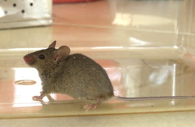 A House Mouse caught in the kitchen Photo by: Donald Hobern https://creativecommons.org/licenses/by-sa/2.0/ 