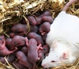 A Pet Mouse With A New Litter Of Babies Photo By: Hippocampus~Commonswiki Assumed (Based On Copyright Claims). Cc By-Sa 3.0 (Http://Creativecommons.org/Licenses/By-Sa/3.0/ 