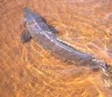 Lake Sturgeon Swimming In The Menominee River Photo By: Robert Elliott/ Usfws Midwest Region Https://Creativecommons.org/Licenses/By/2.0/ 