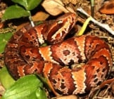 Juvenile Cottonmouth Moccasin Photo By: Florida Fish And Wildlife Https://Creativecommons.org/Licenses/By-Nd/2.0/ 