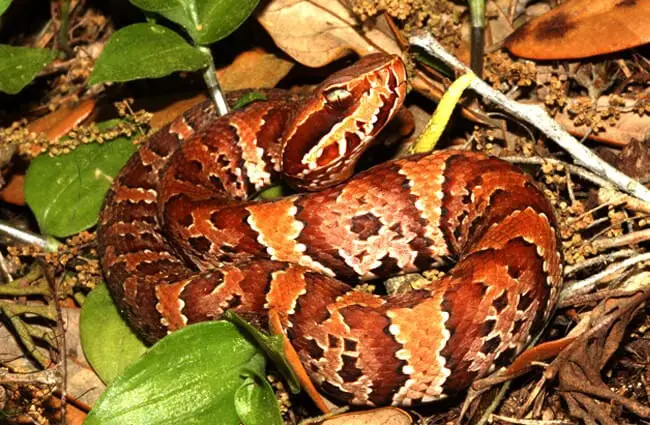 Juvenile Cottonmouth Moccasin Photo by: Florida Fish and Wildlife https://creativecommons.org/licenses/by-nd/2.0/ 
