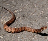 Juvenile Western Cottonmouth Water Moccasin Photo By: Patrick Feller Https://Creativecommons.org/Licenses/By-Nd/2.0/ 