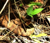 This Water Moccasin Is Well-Camouflagedphoto By: Hunter Desporteshttps://Creativecommons.org/Licenses/By-Nd/2.0/