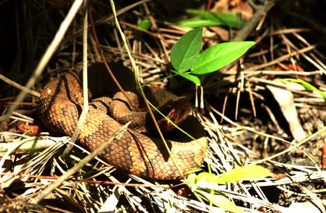 This Water Moccasin is well-camouflagedPhoto by: Hunter Desporteshttps://creativecommons.org/licenses/by-nd/2.0/