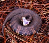 Water Moccasin Coiled In Warning