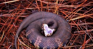 Water Moccasin coiled in warning