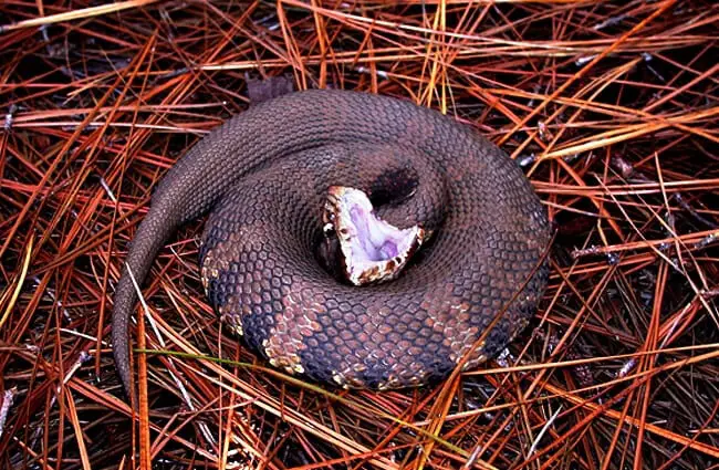Water Moccasin coiled in warning