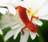 A Beautiful Newt Posing On A Flower Photo By: Scott P Https://Creativecommons.org/Licenses/By/2.0/ 