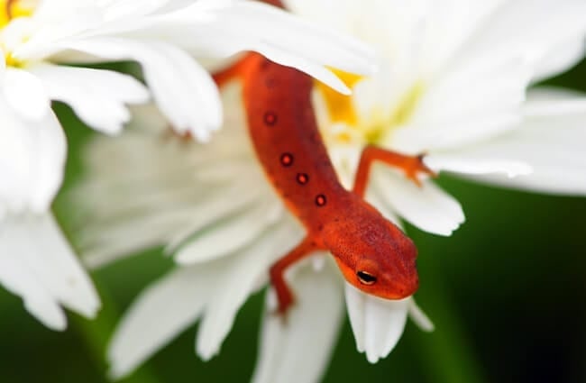 A beautiful Newt posing on a flower Photo by: Scott P https://creativecommons.org/licenses/by/2.0/ 
