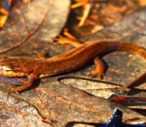 Central Newt On A Bed Of Leaves Photo By: Peter Paplanus Https://Creativecommons.org/Licenses/By/2.0/ 