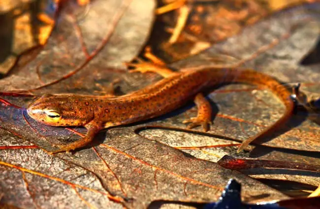 Central Newt on a bed of leaves Photo by: Peter Paplanus https://creativecommons.org/licenses/by/2.0/ 
