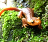 California Newt, In The Santa Monica Mountains, Californiaphoto By: National Park Servicehttps://Creativecommons.org/Licenses/By/2.0/