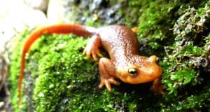 California Newt, in the Santa Monica Mountains, CaliforniaPhoto by: National Park Servicehttps://creativecommons.org/licenses/by/2.0/