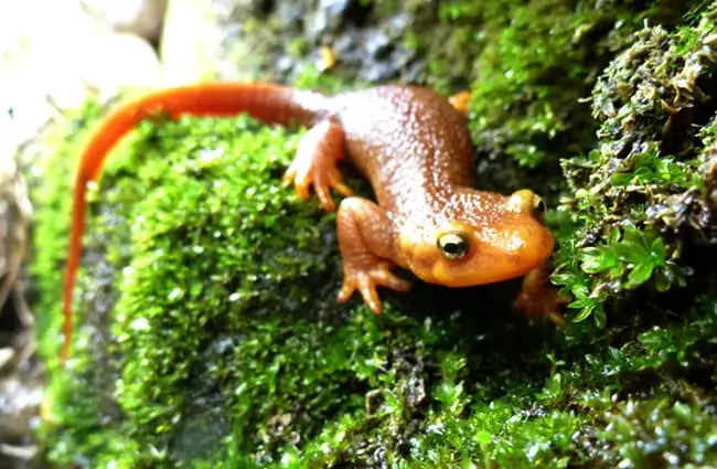California Newt, in the Santa Monica Mountains, CaliforniaPhoto by: National Park Servicehttps://creativecommons.org/licenses/by/2.0/