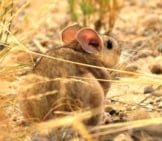 Cute Little Pack Rat Photo By: Usfws Mountain-Prairie [Public Domain] Https://Creativecommons.org/Licenses/By-Nc-Sa/2.0/ 