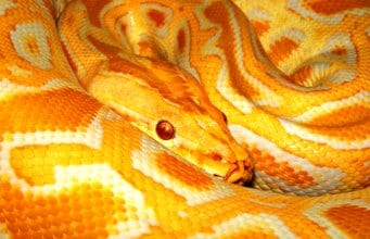 Burmese python Archives - Animals Network