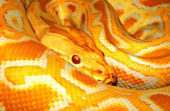 Python - Description, Habitat, Image, Diet, and Interesting Facts
