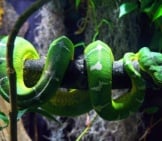 Captive Green Tree Python Photo By: Kathleen Franklin Https://Creativecommons.org/Licenses/By-Nd/2.0/ 
