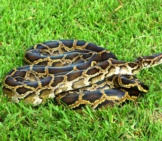 Burmese Python Photo By: Susan Jewell, U.s. Fish And Wildlife Service Headquarters Https://Creativecommons.org/Licenses/By-Nd/2.0/ 