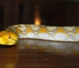 Albino Reticulated Python Photo By: B A Y L E E &#039; S 8 Legged Art Https://Creativecommons.org/Licenses/By-Nd/2.0/ 