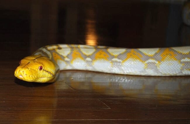 Albino Reticulated Python Photo by: B a y L e e &#039; s 8 Legged Art https://creativecommons.org/licenses/by-nd/2.0/ 