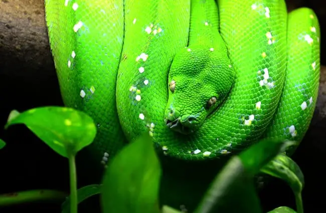 Green Tree Python Photo by: (c) Alexis84 www.fotosearch.com 