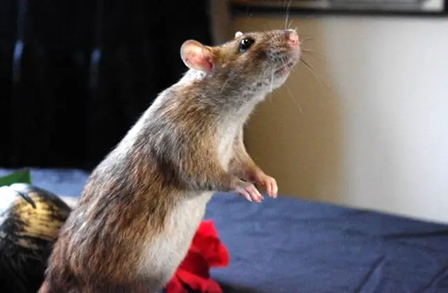 Pet rat checking for treats Photo by: Staffan Vilcans https://creativecommons.org/licenses/by-nd/2.0/ 