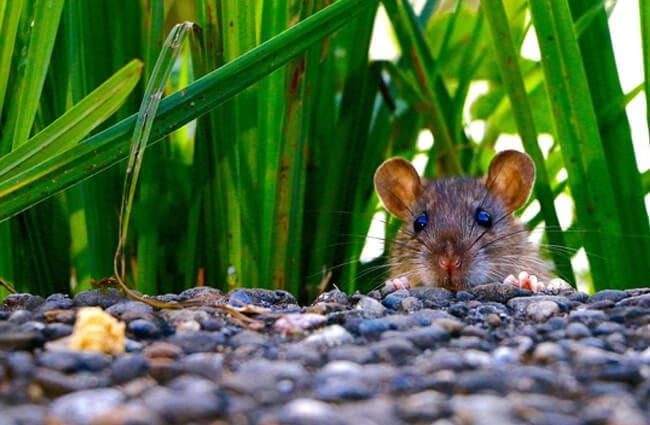 Крыса выглядывает из-за камней. Фото: Hebi B. https://pixabay.com/photos/mammal-rat-eyes-ears-907690/