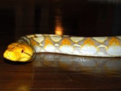 A captive Reticulated Python, on the hardwood floorPhoto by: B a y L e e ' s 8 Legged Arthttps://creativecommons.org/licenses/by-sa/2.0/