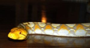 A captive Reticulated Python, on the hardwood floorPhoto by: B a y L e e ' s 8 Legged Arthttps://creativecommons.org/licenses/by-sa/2.0/