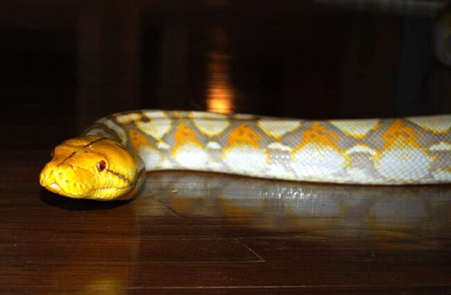 A captive Reticulated Python, on the hardwood floorPhoto by: B a y L e e &#039; s 8 Legged Arthttps://creativecommons.org/licenses/by-sa/2.0/