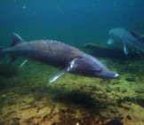 A Very Large Sturgeon Coming Close To A Diverphoto By: Geoff Parsonshttps://Creativecommons.org/Licenses/By/2.0/