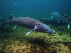 A very large Sturgeon coming close to a diverPhoto by: Geoff Parsonshttps://creativecommons.org/licenses/by/2.0/