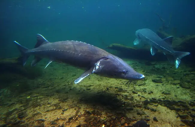 A very large Sturgeon coming close to a diverPhoto by: Geoff Parsonshttps://creativecommons.org/licenses/by/2.0/