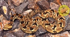 This Timber Rattlesnake is even hidden on the rocksPhoto by: smashtonlee05https://creativecommons.org/licenses/by/2.0/