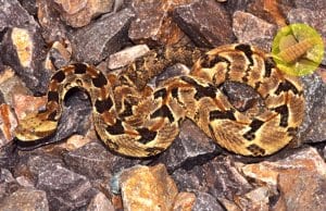 This Timber Rattlesnake is even hidden on the rocksPhoto by: smashtonlee05https://creativecommons.org/licenses/by/2.0/