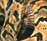Closeup Of The Rattle Of A Timber Rattlesnake Photo By: Ed Schipul Https://Creativecommons.org/Licenses/By/2.0/ 