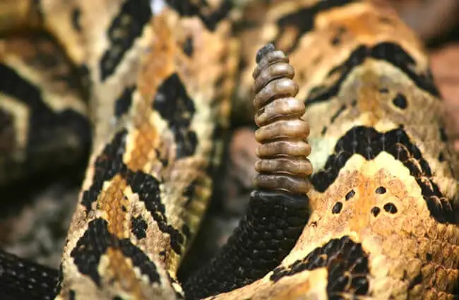 Крупный план погремушки деревянной гремучей змеи Фото: Эд Шипул https://creativecommons.org/licenses/by/2.0/