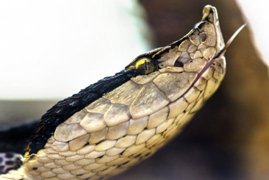 Closeup of a Sharp-Nosed ViperPhoto by: Tambako The Jaguarhttps://creativecommons.org/licenses/by-nd/2.0/