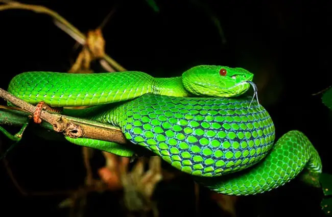 Pope&#039;s Pit Viper Photo by: Thai National Parks www.thainationalparks.com 