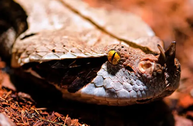 Closeup of a Gaboon Viper Photo by: Tambako The Jaguar https://creativecommons.org/licenses/by-nd/2.0/ 
