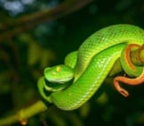 Large-Eyed Pit Viper Photo By: Thai National Parks Www.thainationalparks.com 