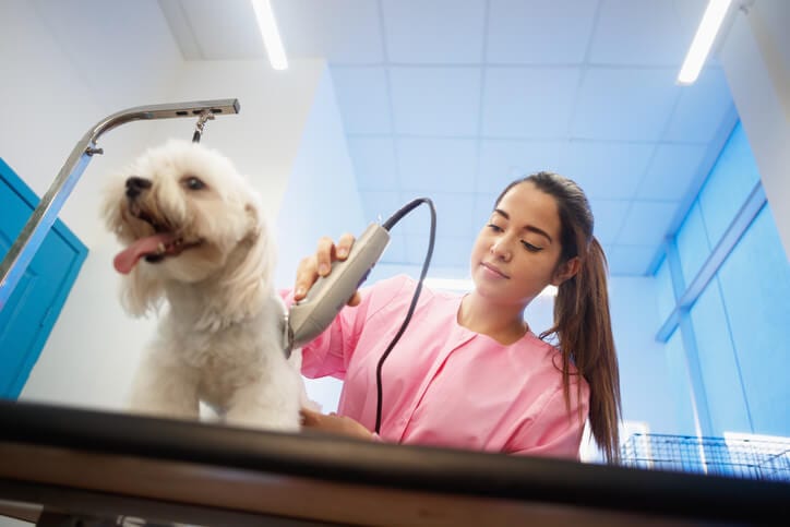Five Best Dog Clippers For Dog Lovers Animals Network