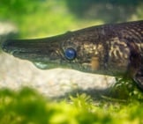 Closeup Of An Alligator Gar Photo By: Jin Kemoole Https://Creativecommons.org/Licenses/By-Nc-Sa/2.0/ 