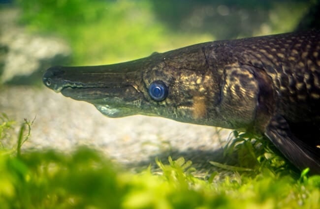 Closeup of an Alligator Gar Photo by: Jin Kemoole https://creativecommons.org/licenses/by-nc-sa/2.0/ 